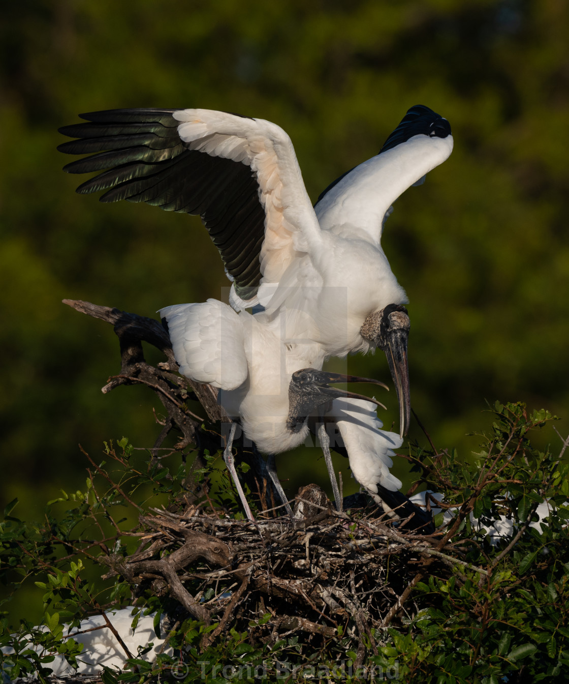 "Wood storks" stock image