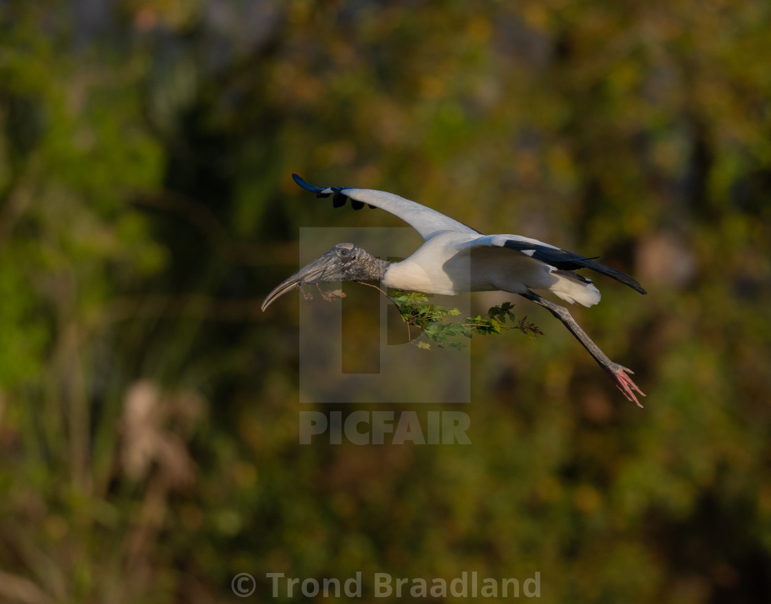 "Wood stork" stock image