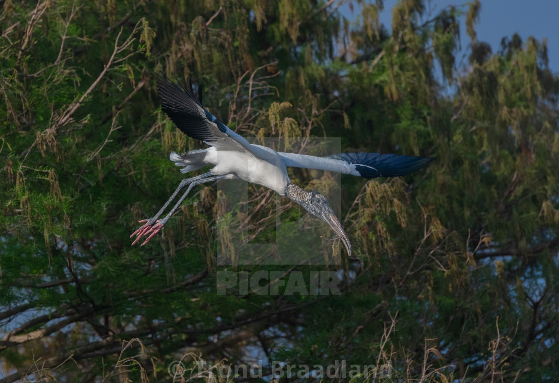 "Wood stork" stock image