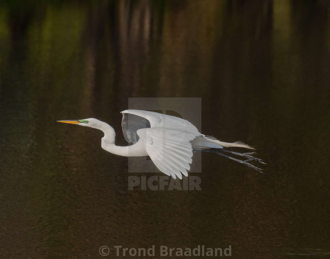 "Great egret" stock image