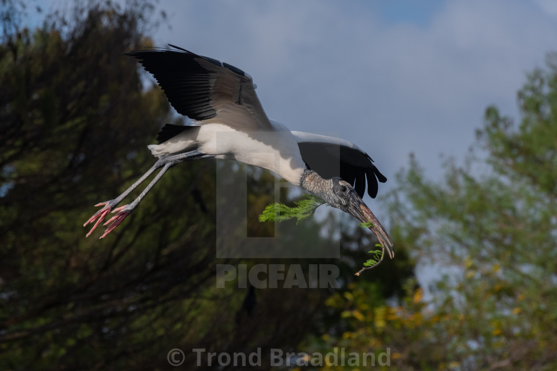 "Wood stork" stock image