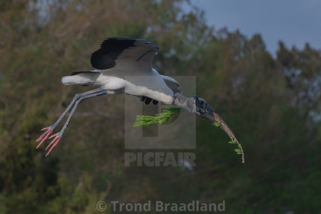 "Wood stork" stock image