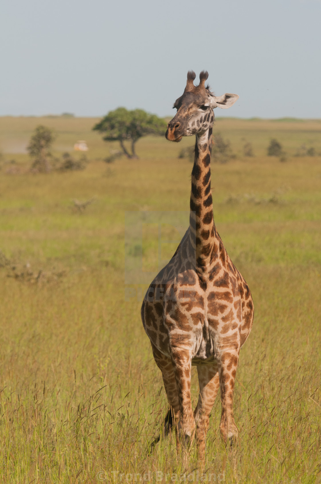 "Giraffe" stock image