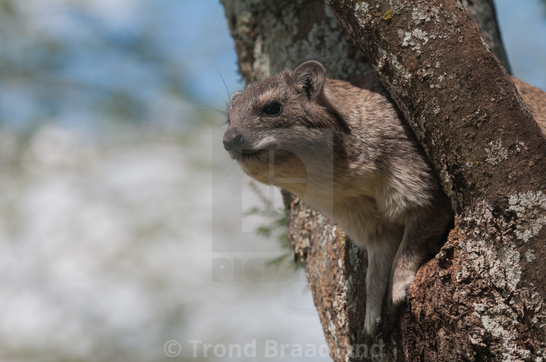 "Bush hyrax" stock image