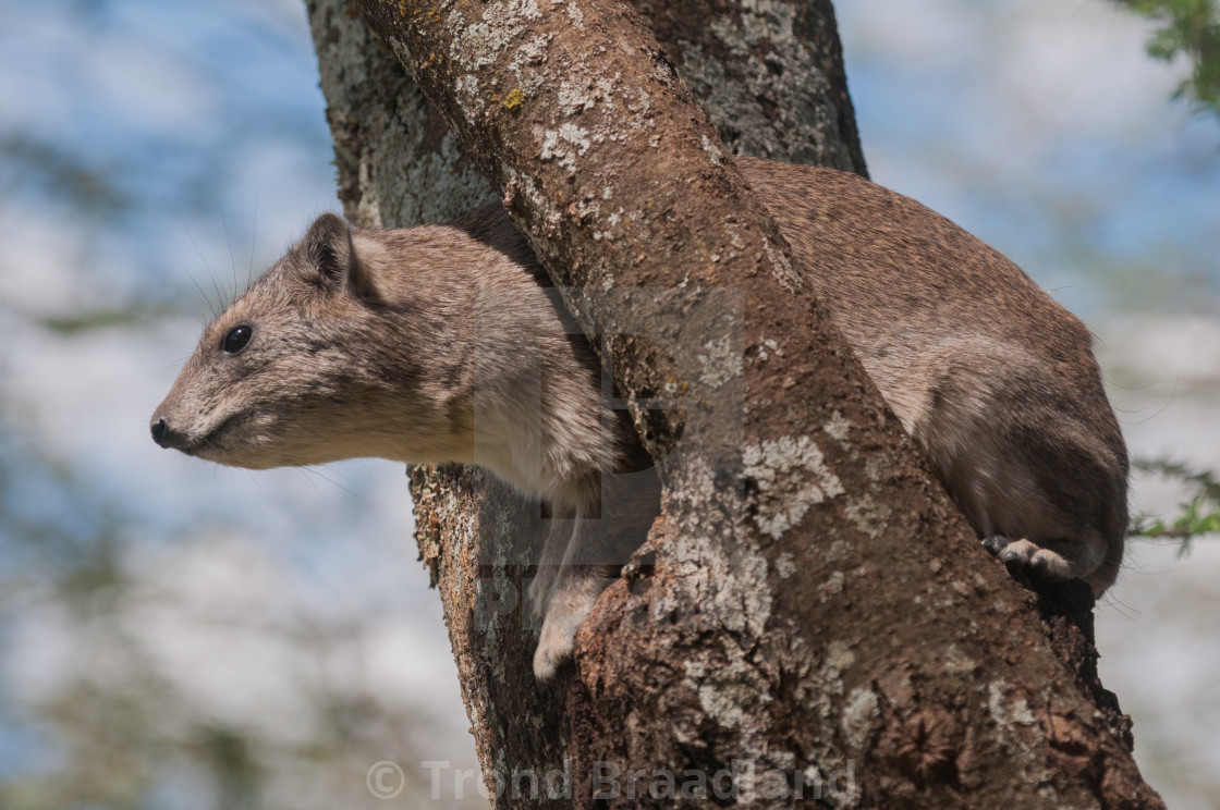 "Bush hyrax" stock image