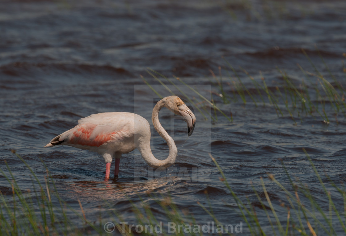 "Greater flamingo" stock image