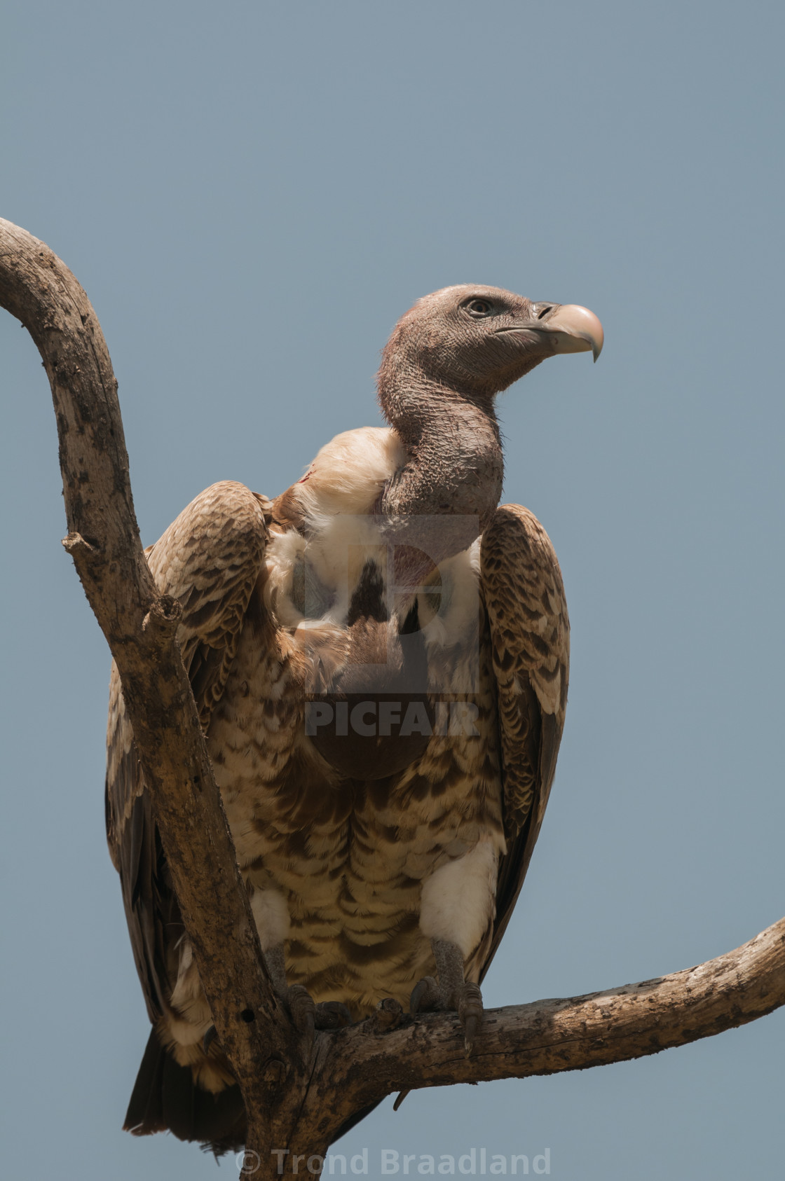 "White-backed vulture" stock image