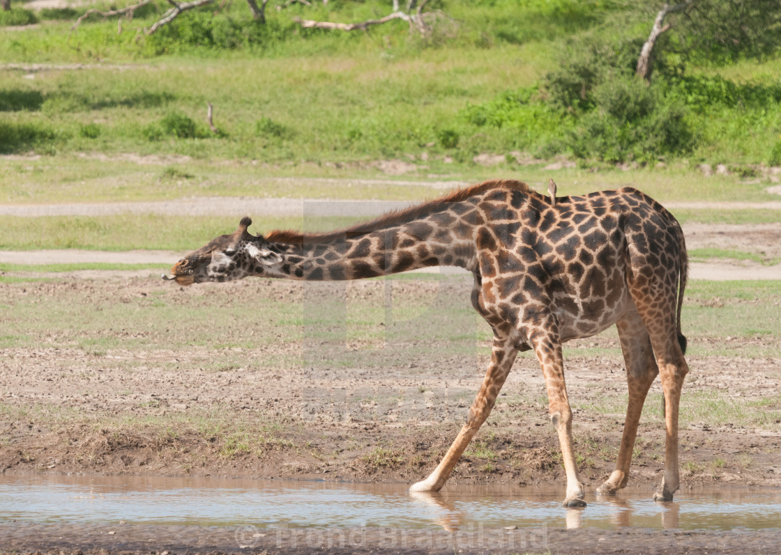 "Giraffe" stock image