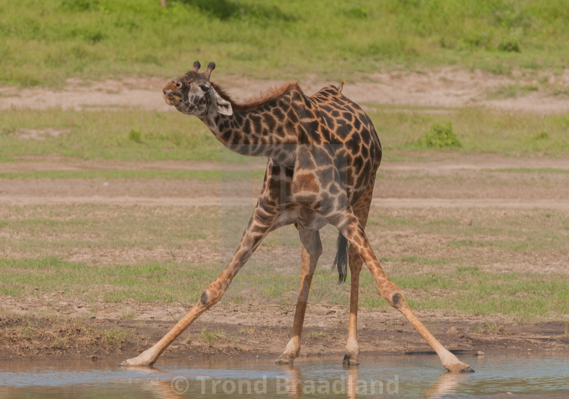 "Giraffe" stock image