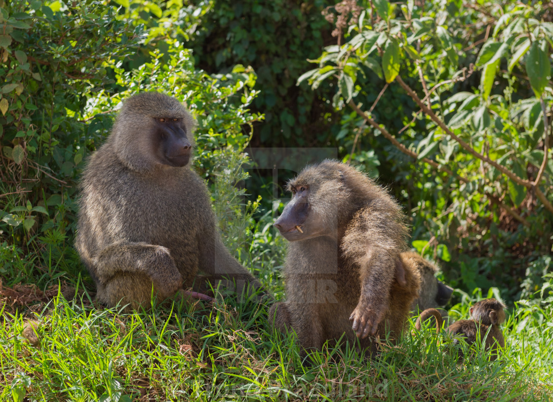 "Olive baboons" stock image