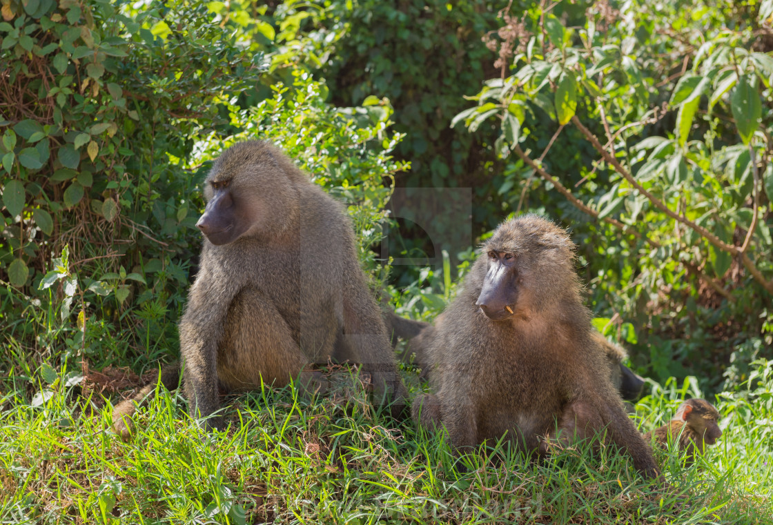 "Olive baboons" stock image