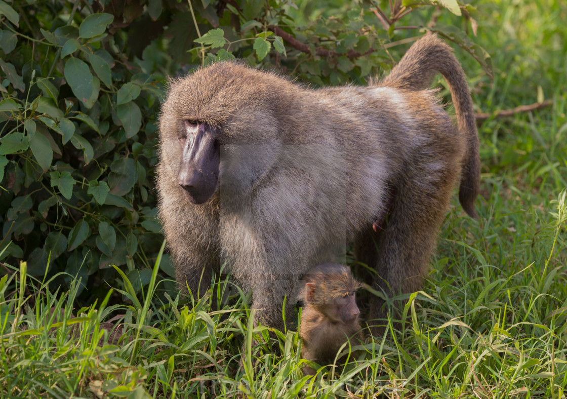 "Olive baboon" stock image