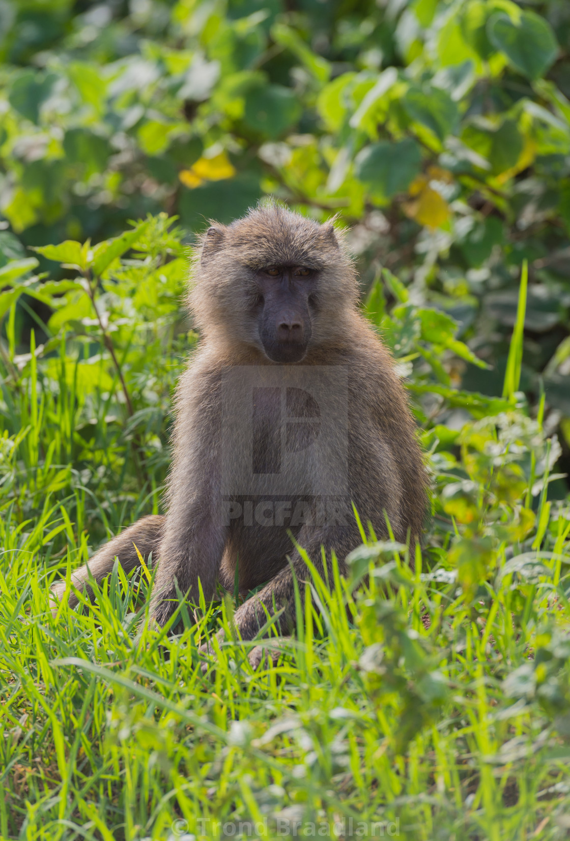 "Olive baboon" stock image