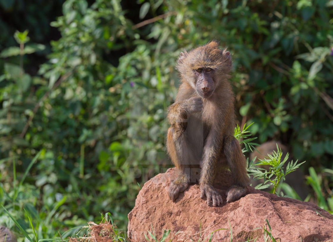 "Olive baboon young" stock image