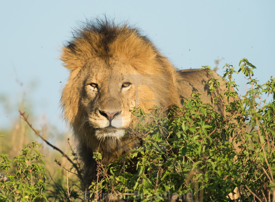 "Male lion" stock image