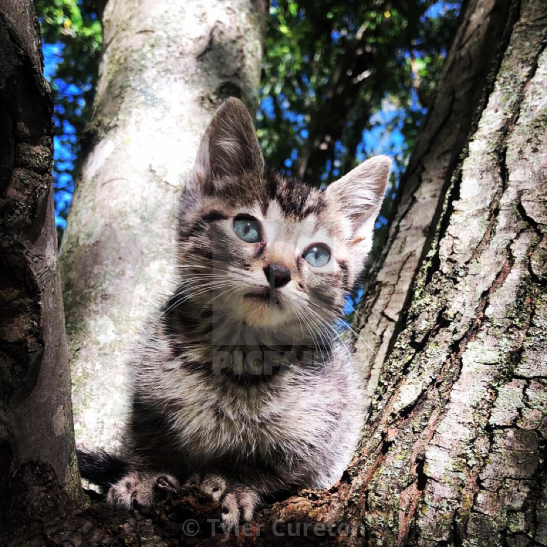 Kitty Cat License Download Or Print For 1 24 Photos Picfair