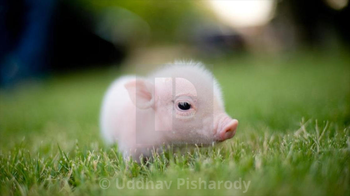 A Cute Little Pig - License, Download Or Print For £12.40 | Photos | Picfair