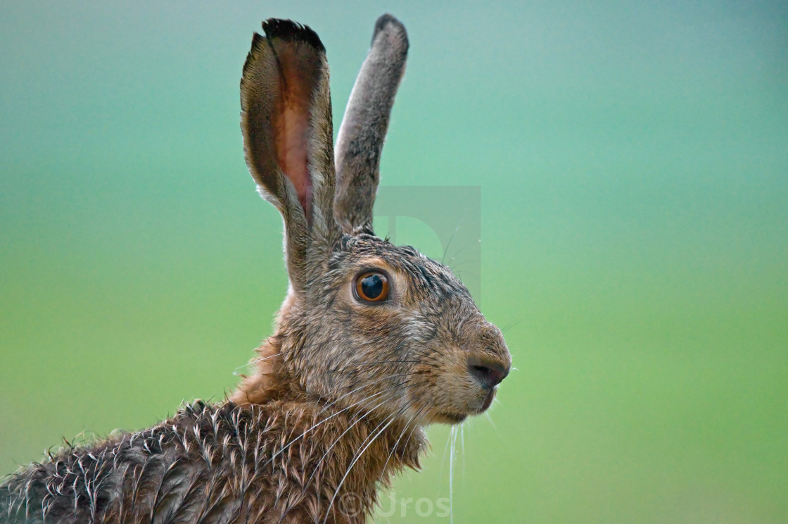 "Brown hare" stock image