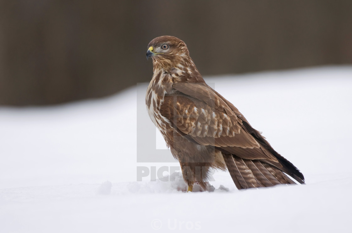 "Common buzzard" stock image