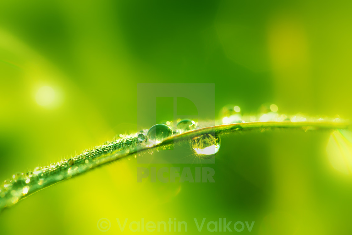 Green Wet Grass With Dew On A Blades Shallow Dof License