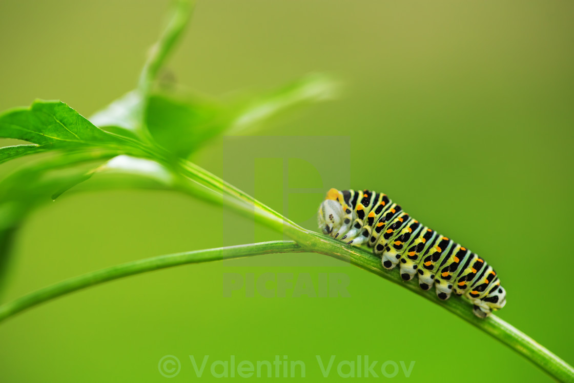 "Beautiful green caterpillar creeps on a green grass" stock image