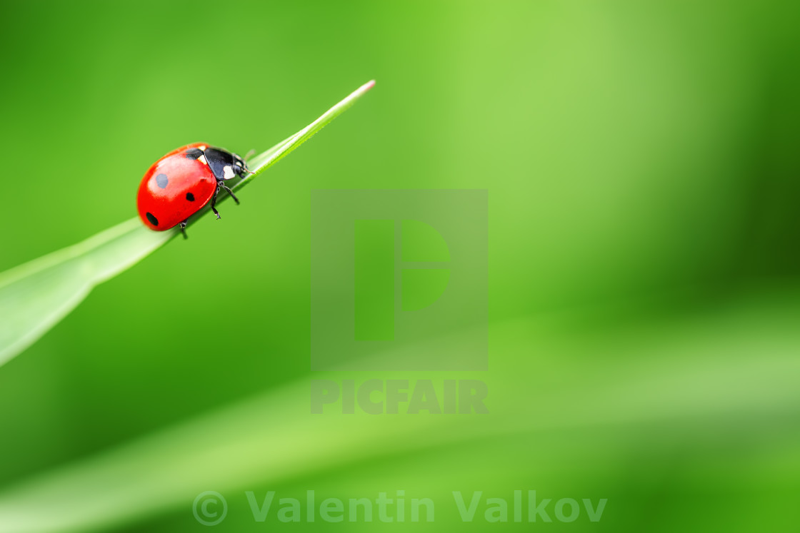 "Ladybug on leaf and green background" stock image