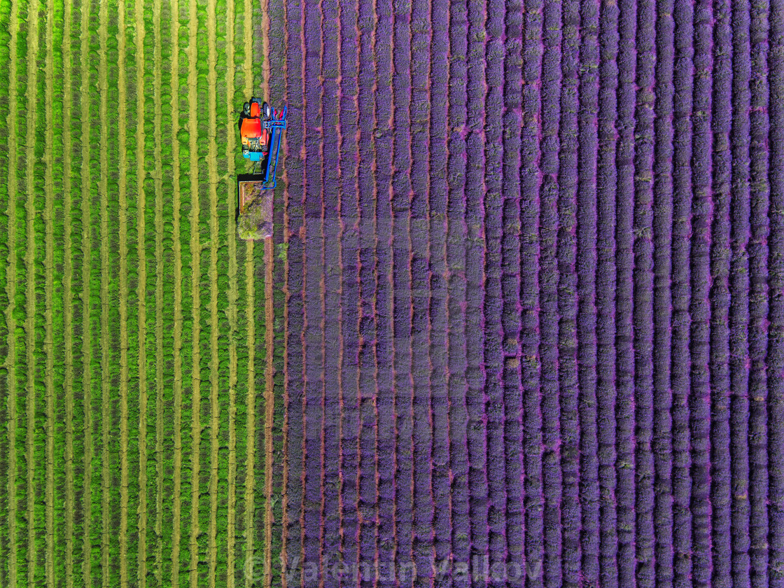 "Aerial view of Tractor harvesting field of lavender" stock image