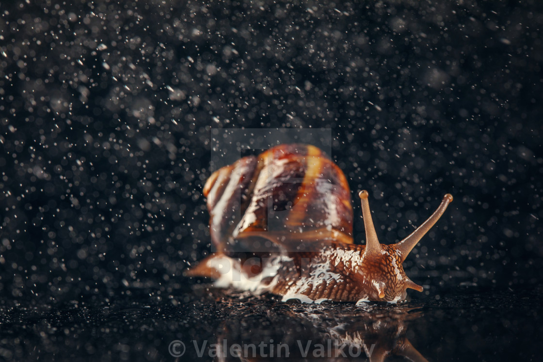 "Garden snail and water rain drops on abstract black background" stock image