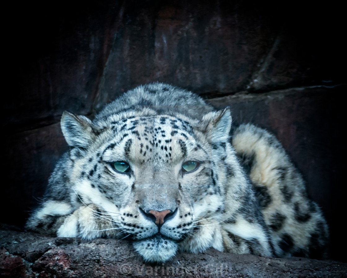 Snow Leopard License Download Or Print For 29 76 Photos Picfair