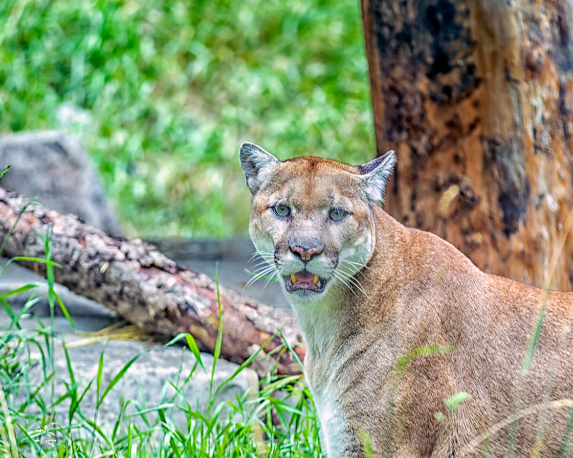 The Cougar License Download Or Print For 16 12 Photos Picfair