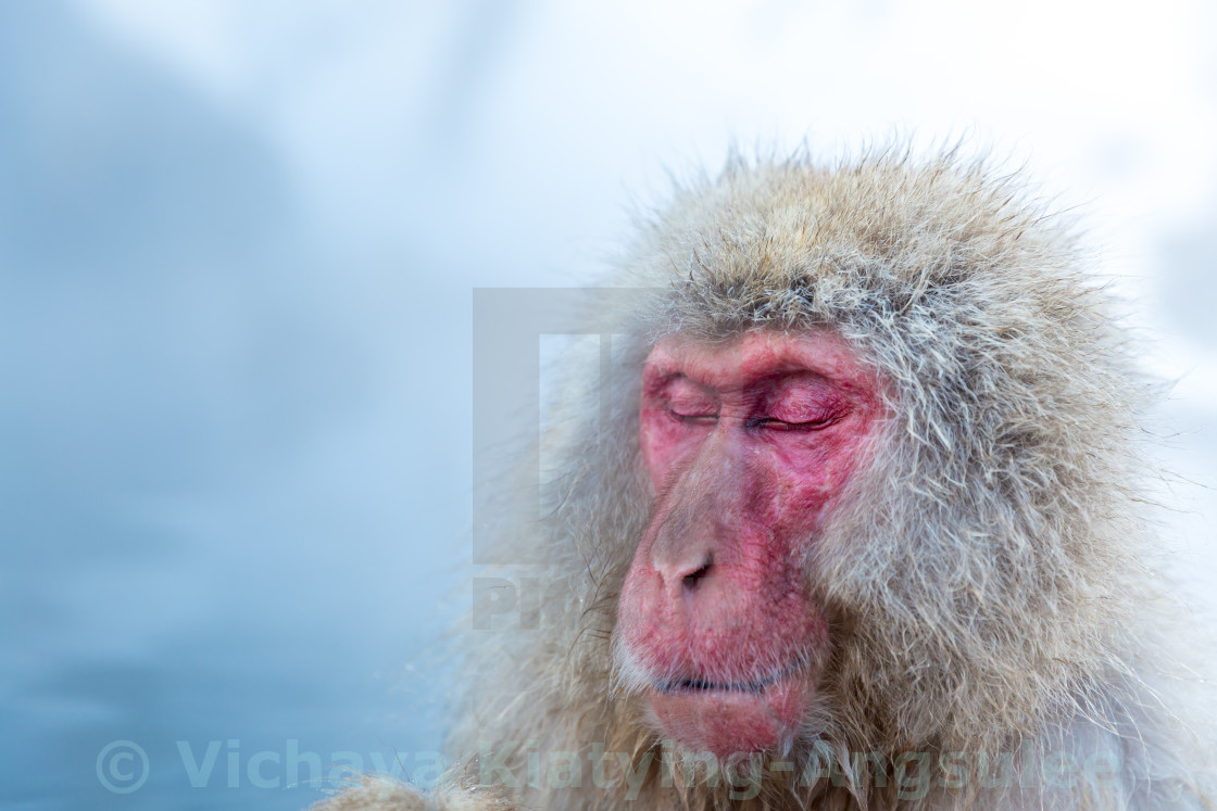 "Snow monkey Macaque Onsen" stock image