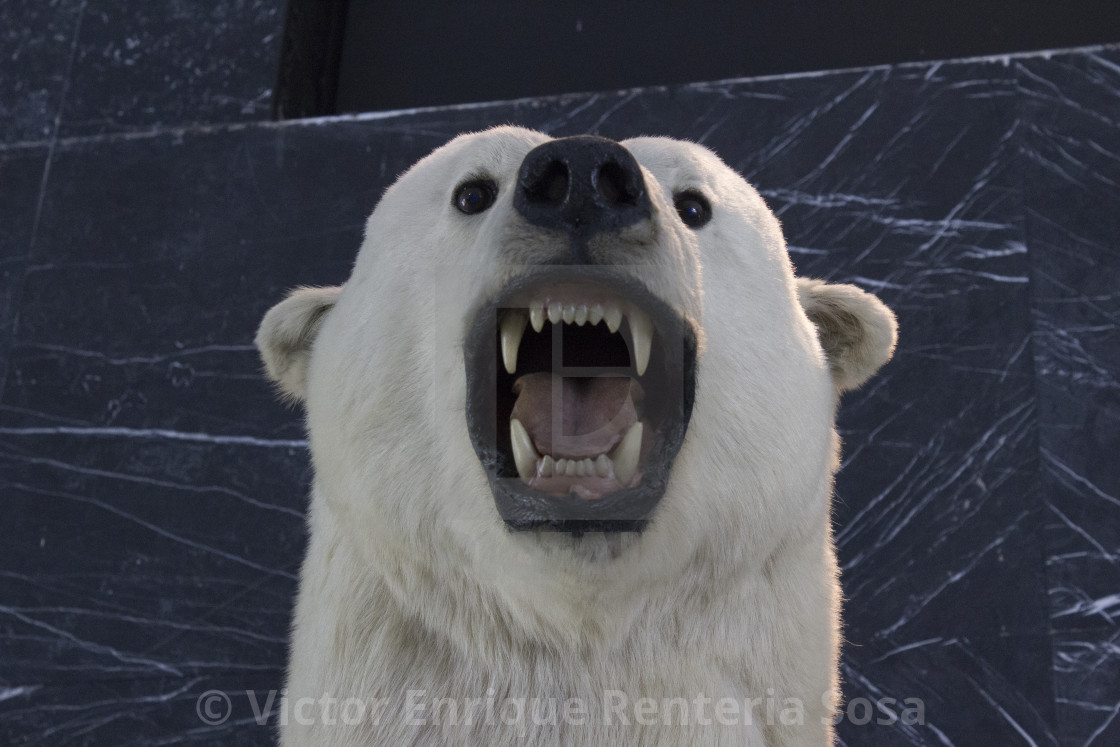 Polar Roar License Download Or Print For 4 96 Photos Picfair