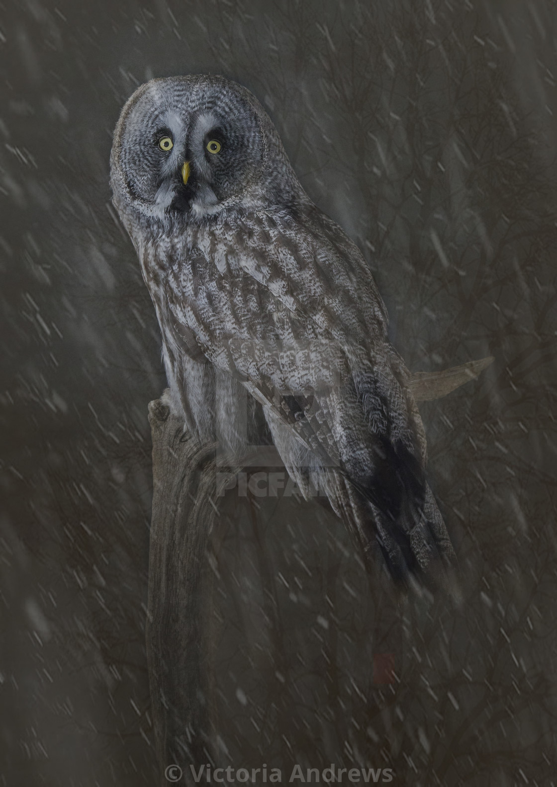 "Great Grey Owl in Snow" stock image