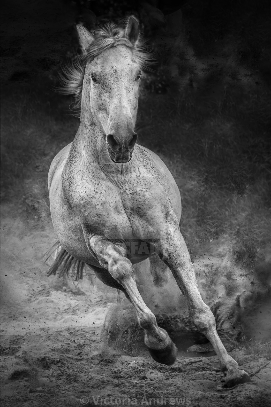 "Galloping Andalusian Stallion" stock image