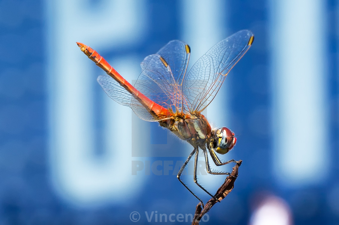 "Profile of a Dragonfly" stock image