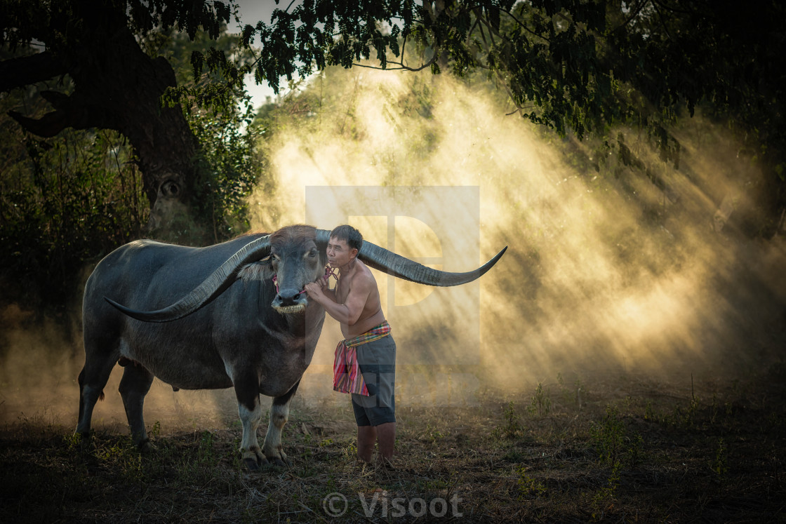 "Asian farmer with buffalo in the forest." stock image