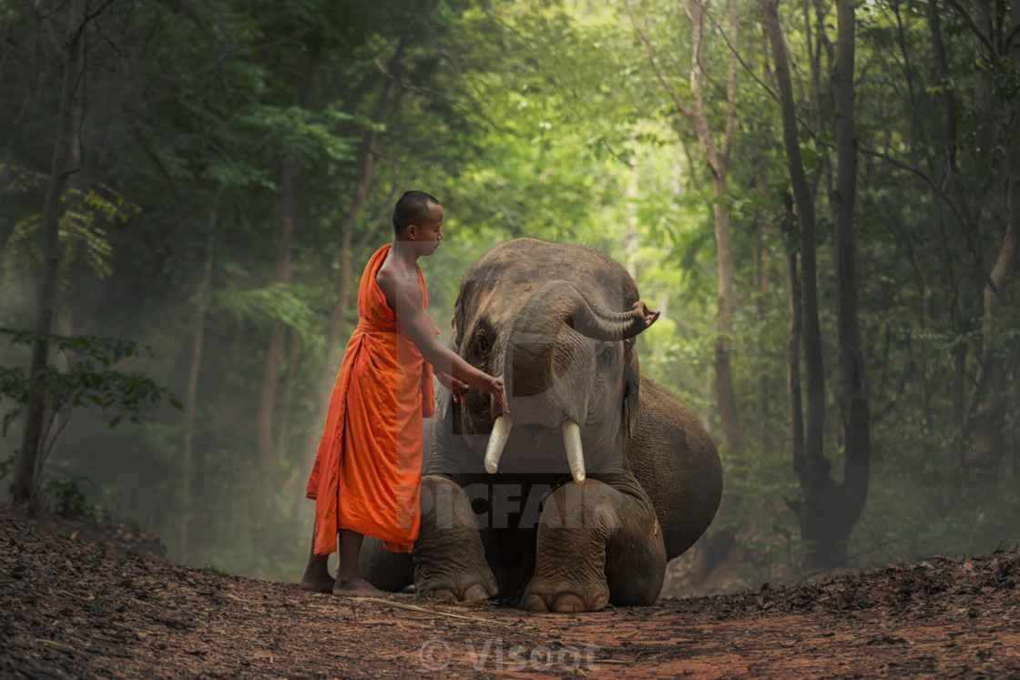 "Monk with elephants ." stock image