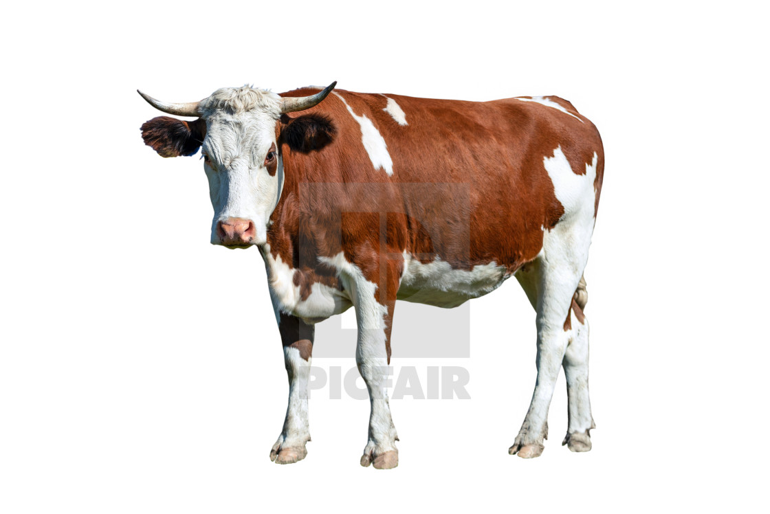 Dairy White And Brown Cow License Download Or Print For 2 48 Photos Picfair