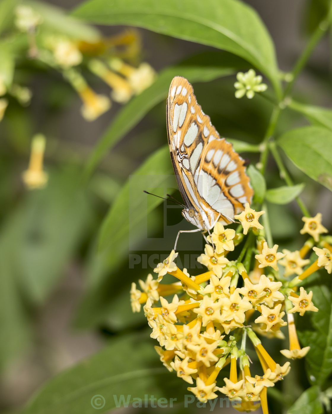 Butterfly White Peacock License Download Or Print For 12 40