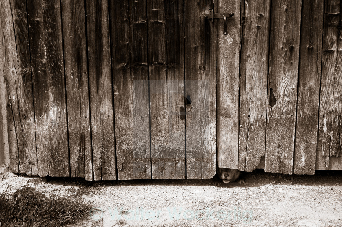 "Farm dog" stock image