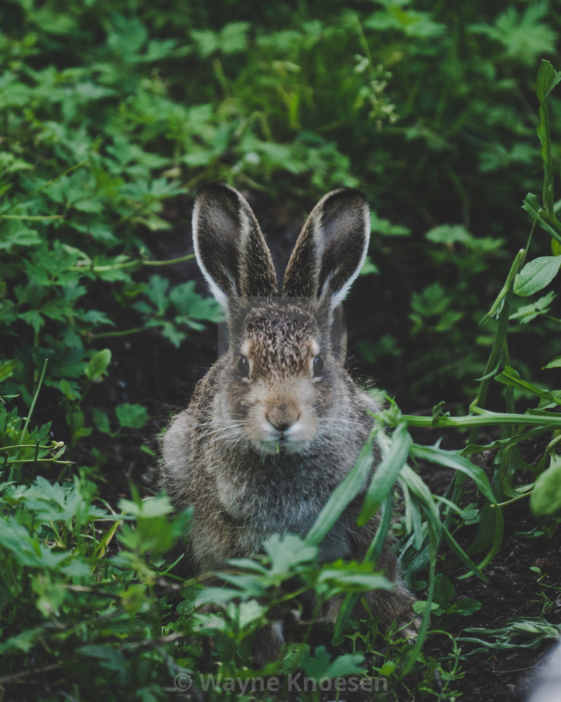 "Hare in the garden" stock image