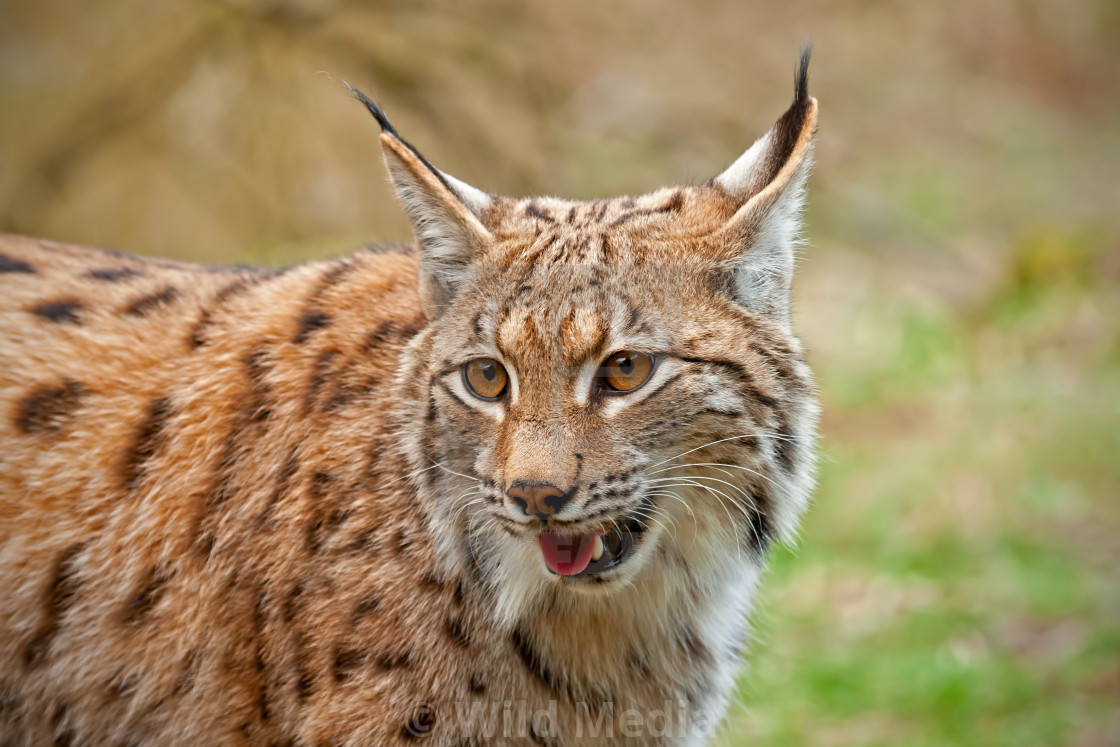 Close View Of Smiling Wild Lynx In Nature License