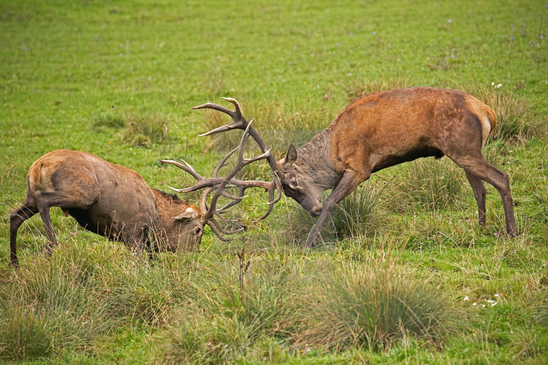 "Red deer, cervus elaphus, fight during the rut." by Wild Media -...