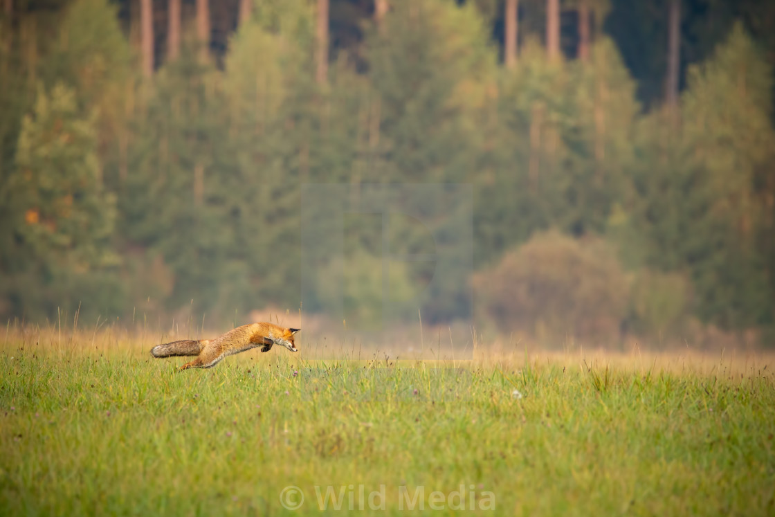 "Red fox hunting on a meadow with forest in background in autumn." by Wild Media - £9.92 "Red fox hunting on a meadow with forest in background in autumn." stock image