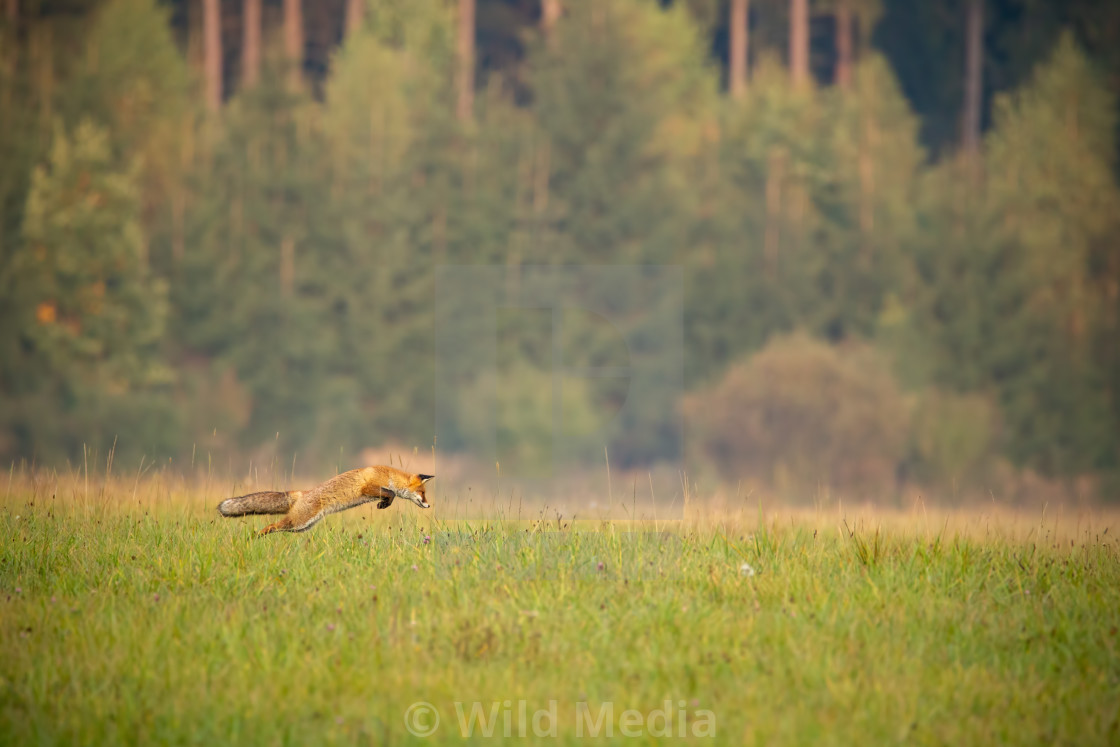 "Red fox hunting on a meadow with forest in background in autumn." stock image