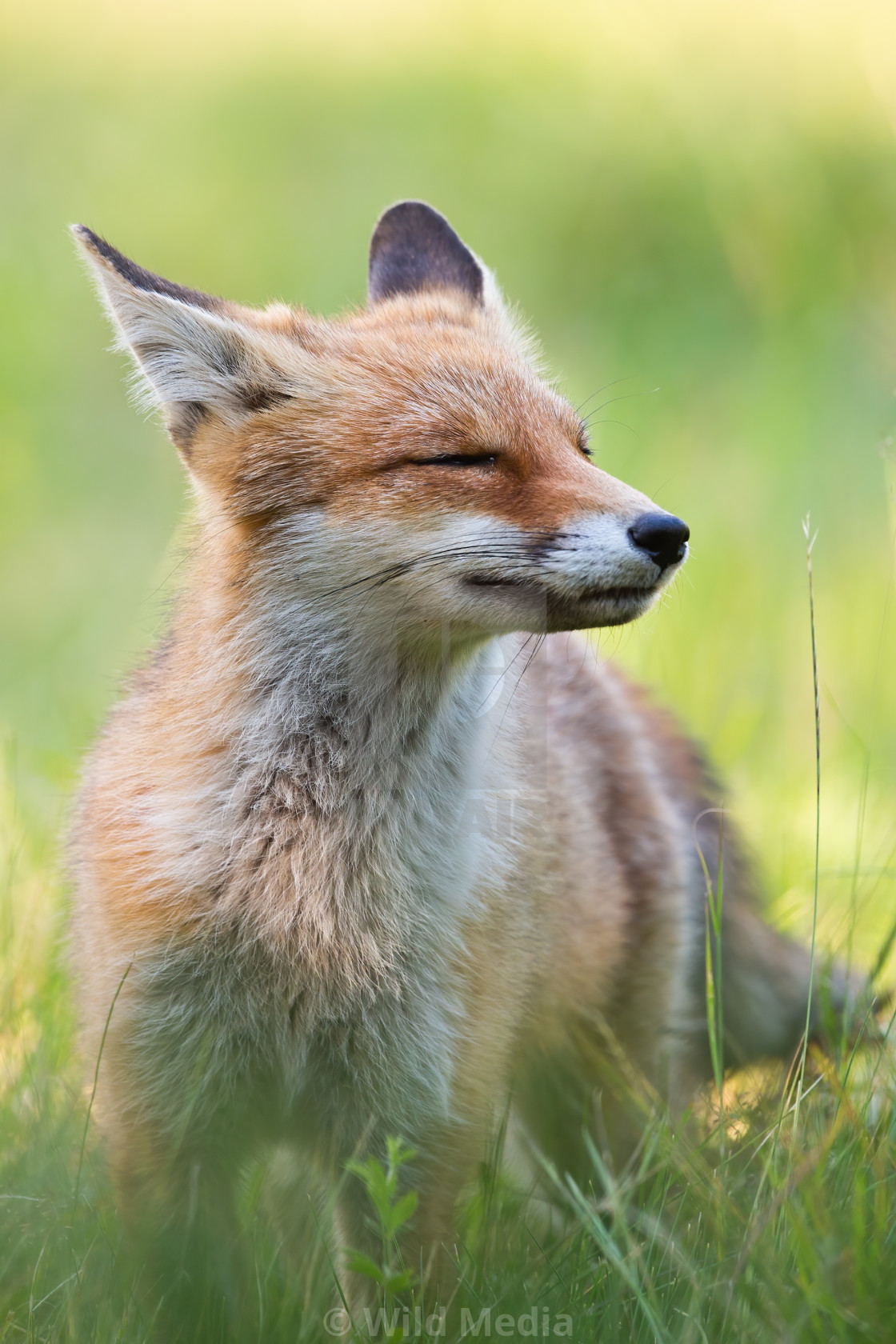 "Cheerful red fox sniffing with snout up and eyes closed enjoying summer day" stock image