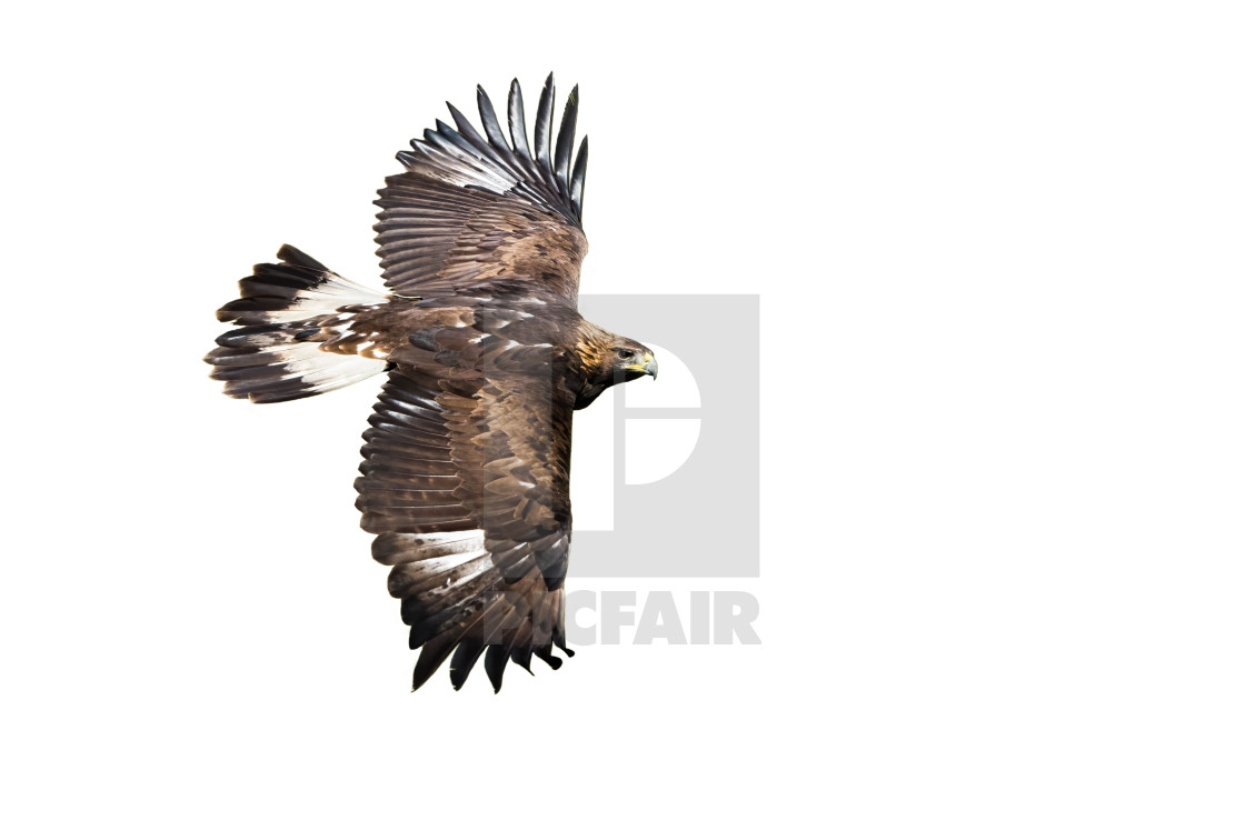 Golden Eagle Flying With Wings Spreading Wide Isolated On