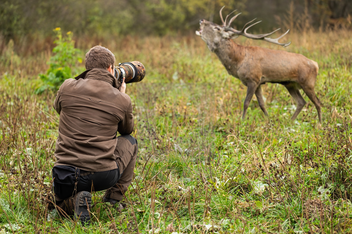 "Male wildlife photographer taking pictures of red deer stag roaring on a meadow" by Wild Media - £9.92 "Male wildlife photographer taking pictures of red deer stag roaring on a meadow" stock image