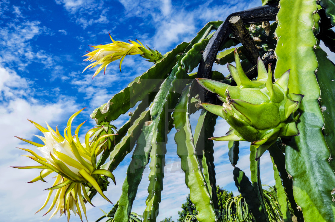 Get Wallpaper Dragon Fruit Plant License Download Or Print For 7 00 Photos For Android
