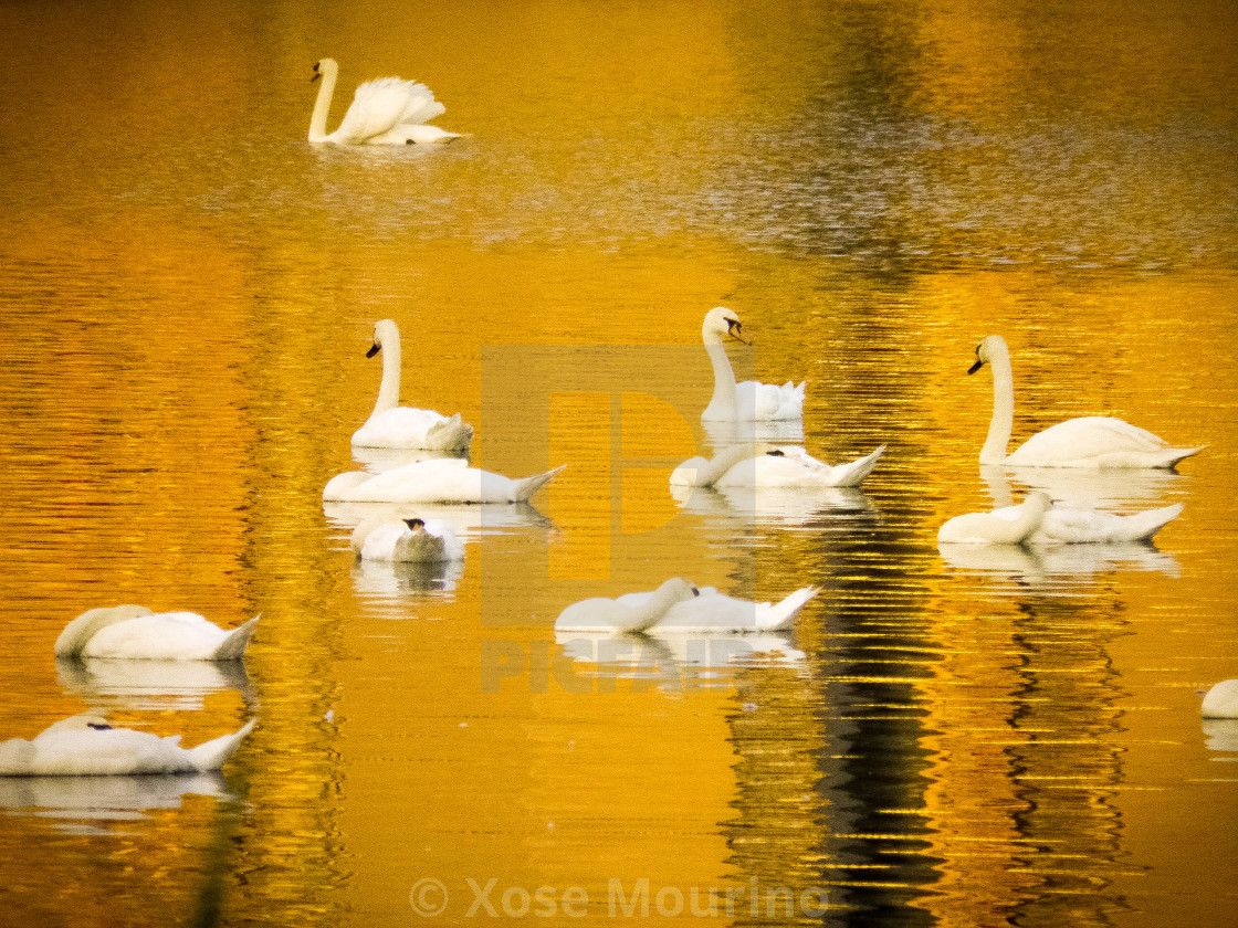 "Swans on golden lake" stock image